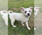 Small #2 American Eskimo Dog-Pug Mix
