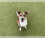 Small #1 American Staffordshire Terrier Mix