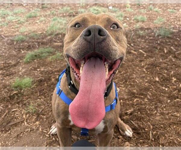 Medium Photo #1 American Pit Bull Terrier Puppy For Sale in Denver, CO, USA