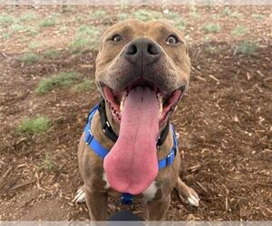American Pit Bull Terrier Dogs for adoption in Denver, CO, USA