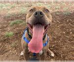 Small American Pit Bull Terrier