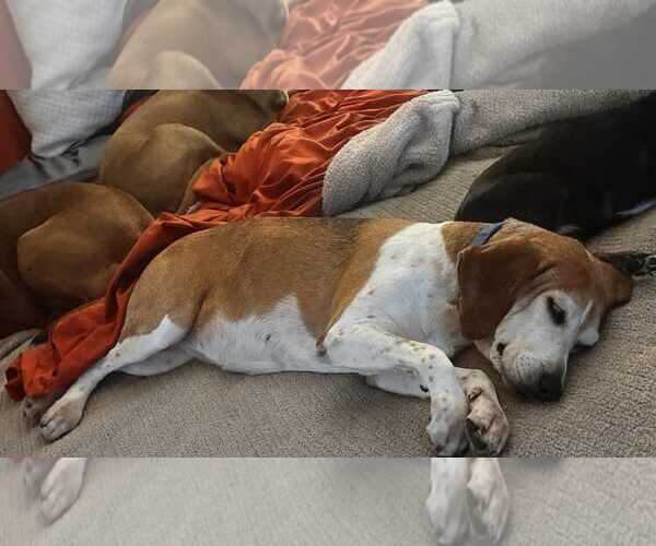 Medium Photo #10 Beagle-Unknown Mix Puppy For Sale in Dunnellon, FL, USA