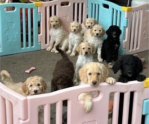 Goldendoodle Puppy for sale in TENINO, WA, USA