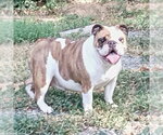 Small Photo #2 Bulldog Puppy For Sale in Alexander, AR, USA