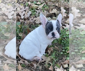 French Bulldog Puppy for sale in PIERCE CITY, MO, USA