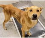 Small #1 Labrador Retriever Mix