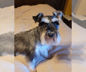 Schnauzer (Miniature) Dog for Adoption in LINCOLN, Alabama USA