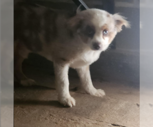 Australian Shepherd-Unknown Mix Dogs for adoption in Cranston, RI, USA