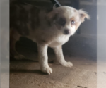 Small Australian Shepherd Mix