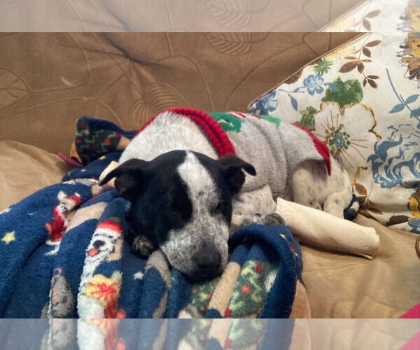 Medium Photo #3 Mutt Puppy For Sale in New London, WI, USA