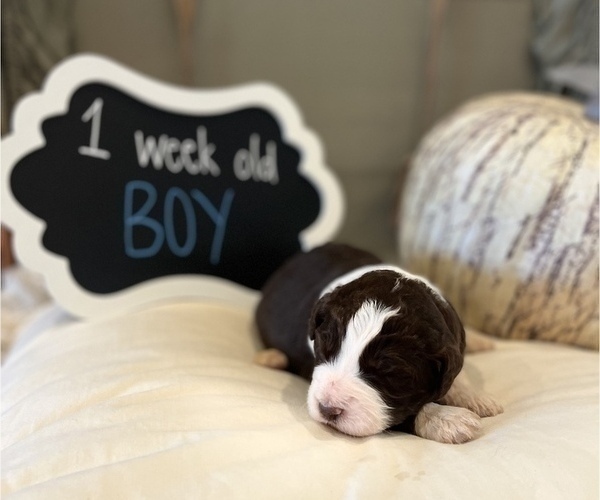 Medium Photo #8 Aussiedoodle Puppy For Sale in FRANKLINTON, LA, USA