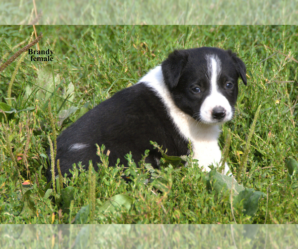 Medium Photo #14 Border-Aussie Puppy For Sale in CLARE, MI, USA