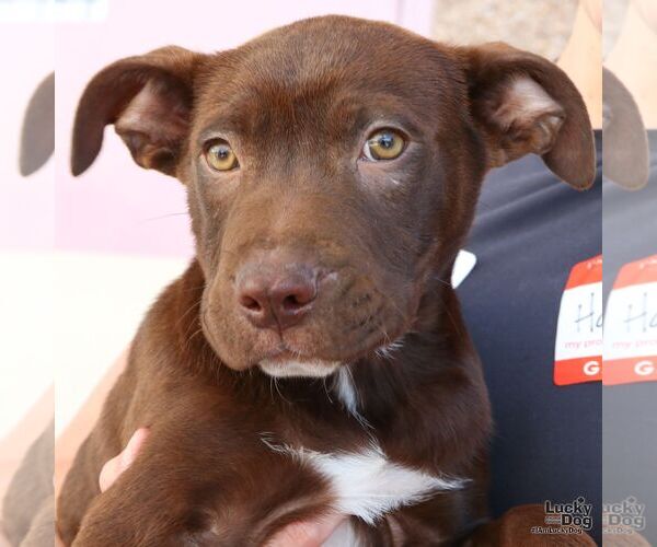 Medium Photo #2 Labrador Retriever-Unknown Mix Puppy For Sale in Washington, DC, USA