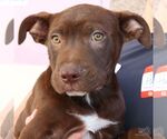 Small #1 Labrador Retriever Mix