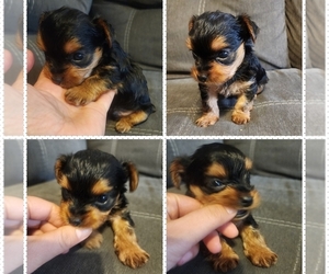 Yorkshire Terrier Puppy for Sale in WINSTON SALEM, North Carolina USA