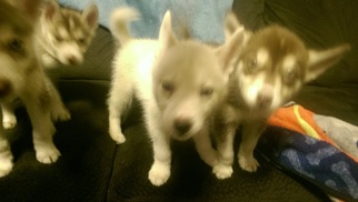Siberian Husky Puppy for sale in LUCEDALE, MS, USA