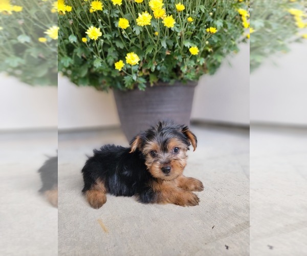 Medium Photo #1 Yorkshire Terrier Puppy For Sale in SACRAMENTO, CA, USA