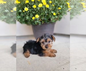 Yorkshire Terrier Puppy for sale in SACRAMENTO, CA, USA