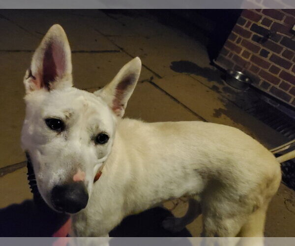 Medium Photo #8 Bull Terrier-Huskies  Mix Puppy For Sale in Winston Salem, NC, USA