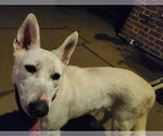 Small #7 Bull Terrier-Huskies  Mix