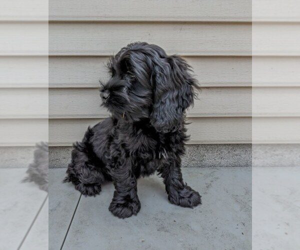Medium Photo #36 Cock-A-Poo Puppy For Sale in SALEM, MO, USA