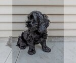 Small Photo #36 Cock-A-Poo Puppy For Sale in SALEM, MO, USA