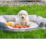 Small English Cream Golden Retriever