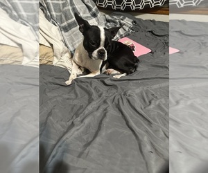 Mother of the Boston Terrier puppies born on 04/20/2025