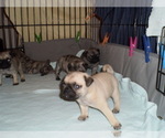 Puppy Puppy 7Queenie Pug