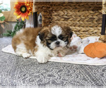 Lion - Male Shih Tzu Puppy for Sale - Photo #3