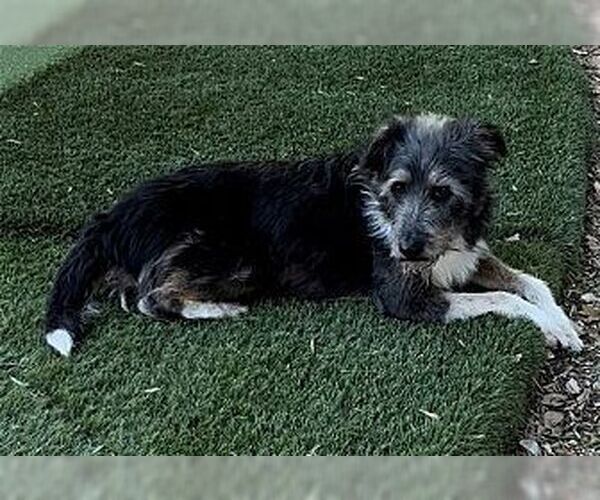 Medium Photo #2 Bearded Collie-Unknown Mix Puppy For Sale in Dana Point, CA, USA