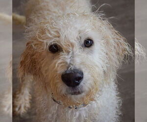 Mutt Dogs for adoption in Huntley, IL, USA