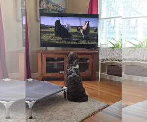 Maggee - Female Aussiedoodle Miniature  Dog for Adoption - Photo #2