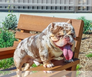 Father of the American Bully puppies born on 11/14/2025