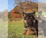 Puppy Beige Collar German Shepherd Dog