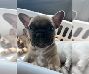 French Bulldog Puppy for sale in CHARLOTTE, NC, USA