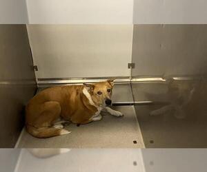 Border Collie-Unknown Mix Dogs for adoption in Modesto, CA, USA