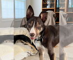 Small #4 Border Collie
