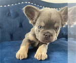 Small Photo #1 French Bulldog Puppy For Sale in BALTIMORE, MD, USA
