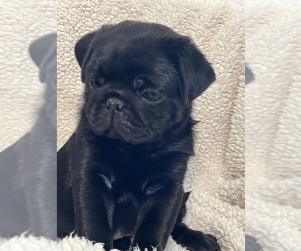 Medium Photo #2 Pug Puppy For Sale in SPRING CITY, PA, USA