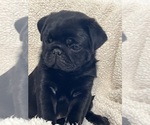 Small #1 Pug