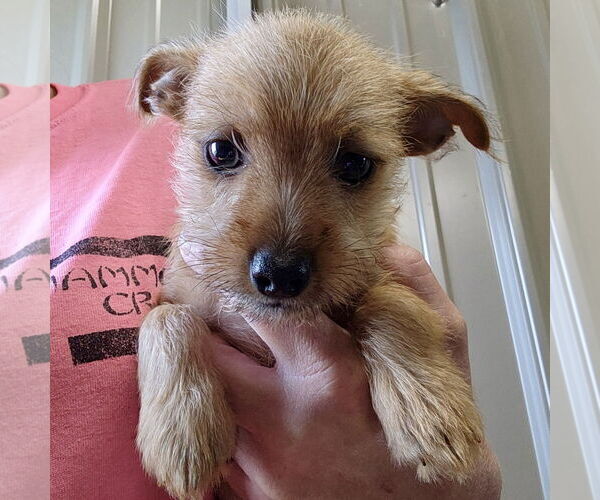 Medium Photo #2 Chihuahua-Unknown Mix Puppy For Sale in Batavia, OH, USA