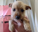 Small #1 Chihuahua Mix
