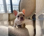 Small Photo #12 French Bulldog Puppy For Sale in CHULA VISTA, CA, USA
