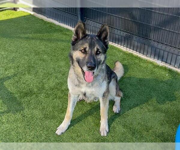 Medium Photo #3 German Shepherd Dog Puppy For Sale in Orange, CA, USA