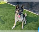 Small #2 German Shepherd Dog