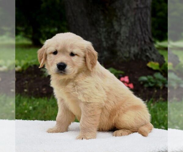 Medium Photo #3 Golden Retriever Puppy For Sale in NEWPORT, PA, USA