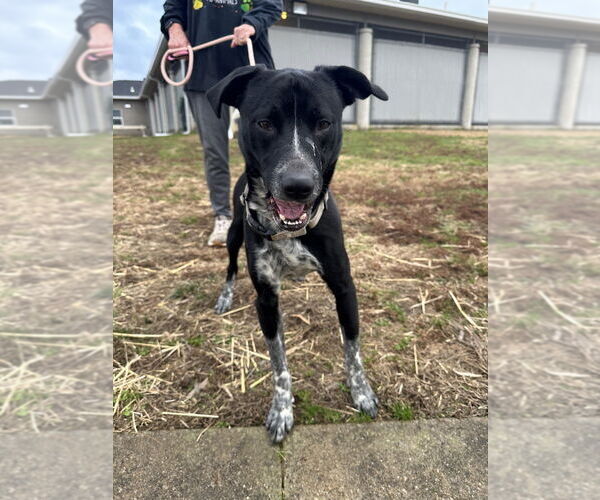 Medium Photo #3 Mutt Puppy For Sale in Evansville, IN, USA