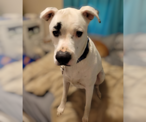 Brian - Male Boxer-Unknown Mix Dog for Adoption - Photo #8