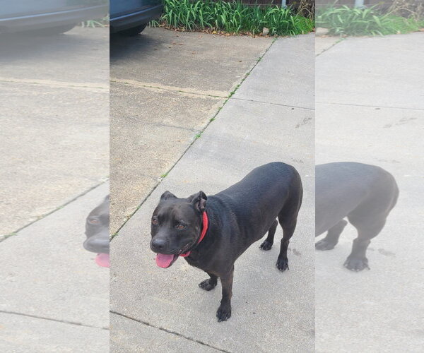 Medium Photo #2 Mutt Puppy For Sale in Rowlett, TX, USA